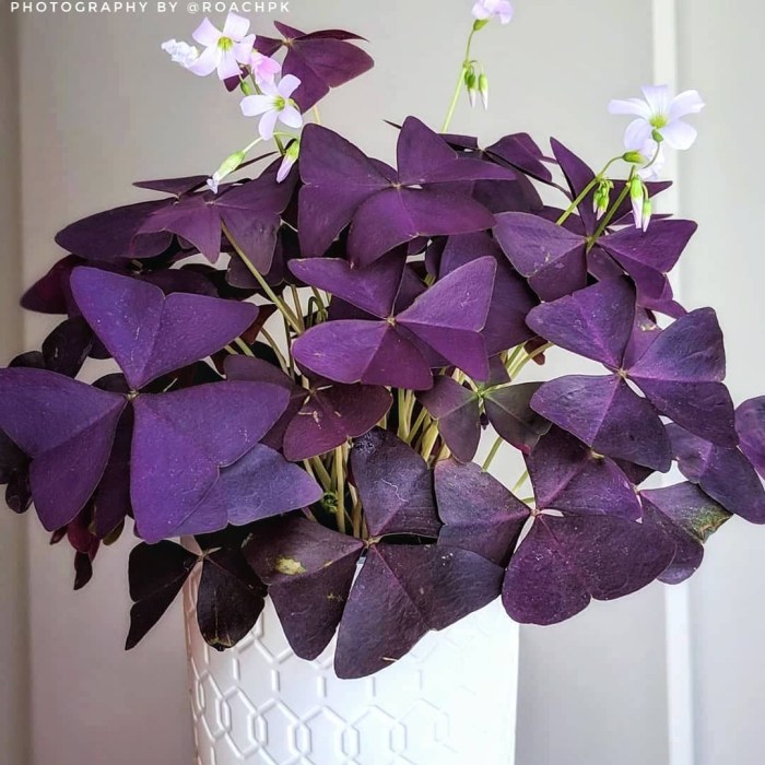 Indoor plant with purple flowers