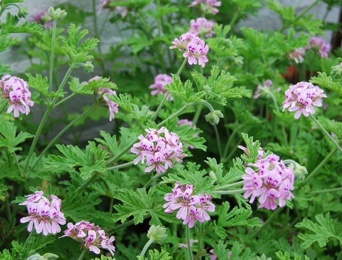 Buy flowering citronella plant