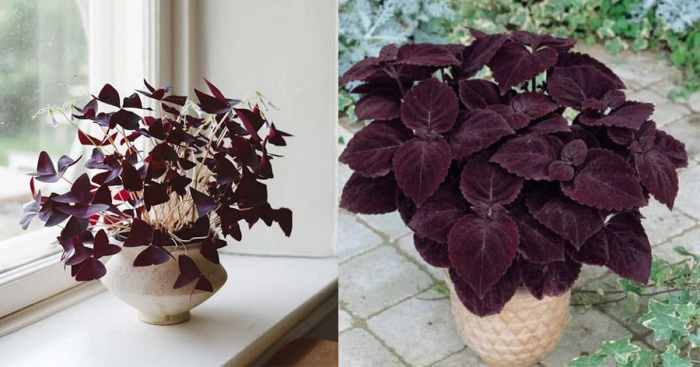 Indoor plant with purple flowers