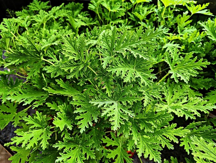 Buy flowering citronella plant